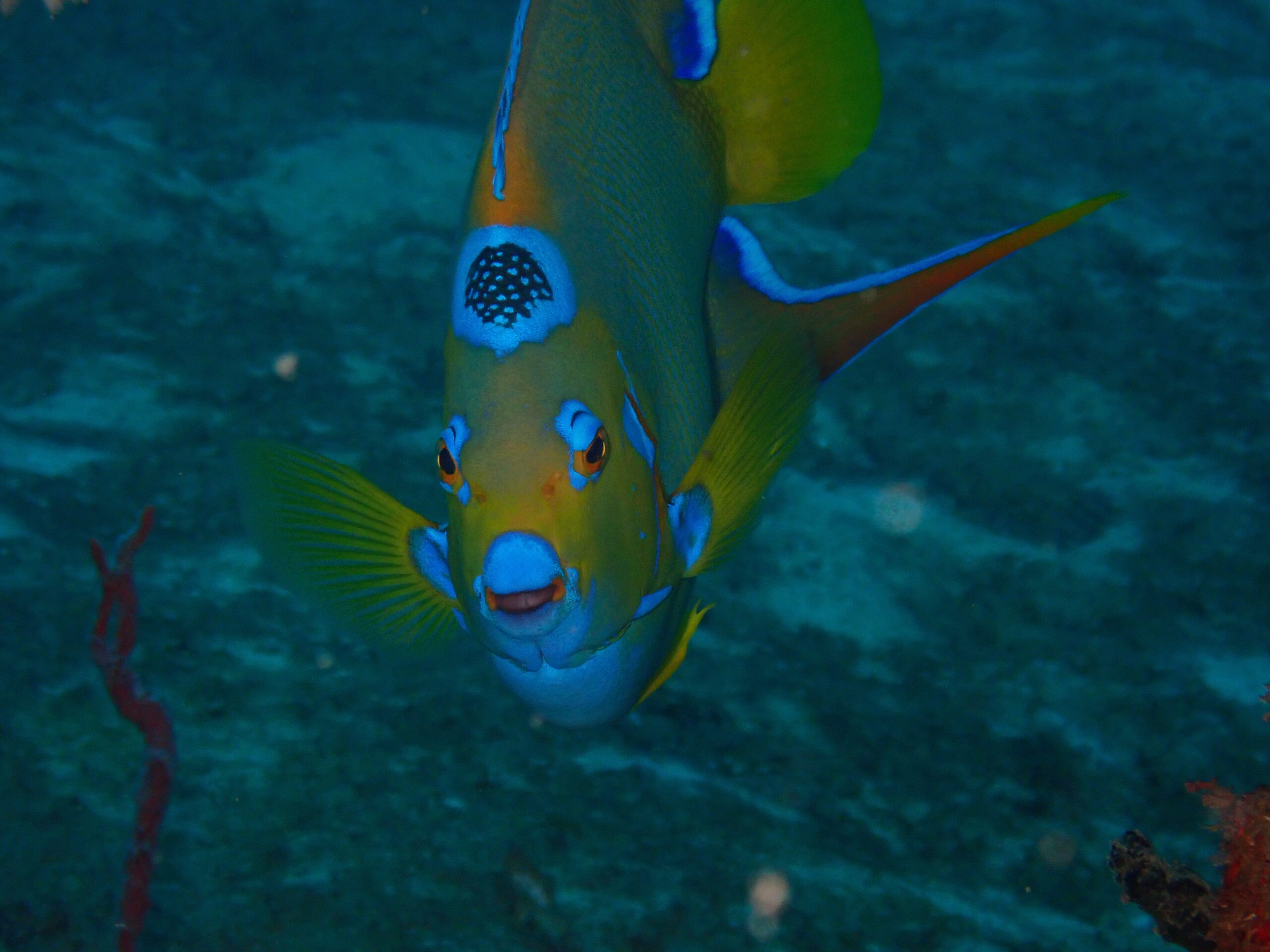 OLYMPUS DIGITAL CAMERA